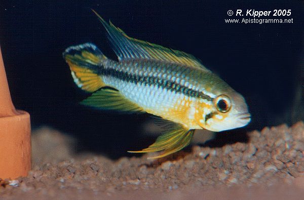 Form 