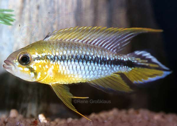 Form 