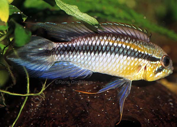 Form 