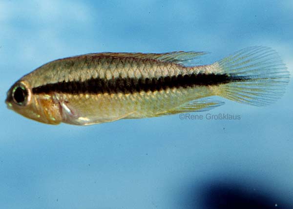Form 