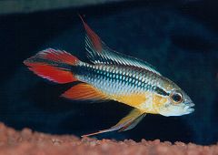 Apistogramma agassizii (m)
