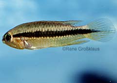 Apistogramma agassizii (w)
