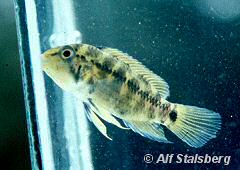 Apistogramma alacrina (w)