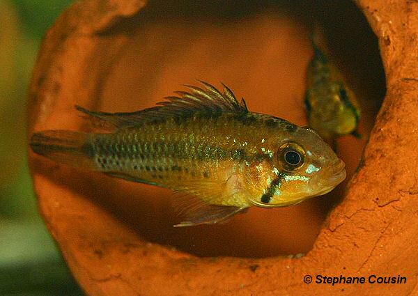 M�nnchen (Foto: S. Cousin)