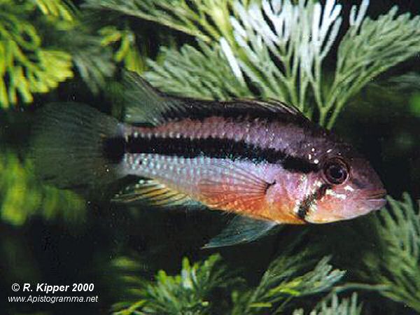 M�nnchen (Foto: R. Kipper)