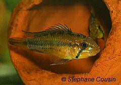 Apistogramma atahualpa (m)