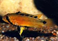 Apistogramma atahualpa (w)