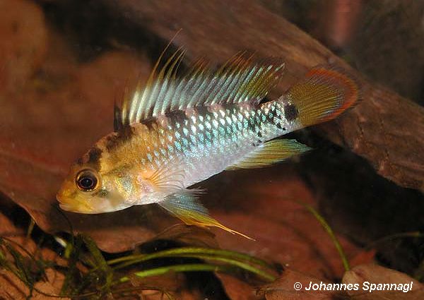 M�nnchen (Foto: J. Spannagl)