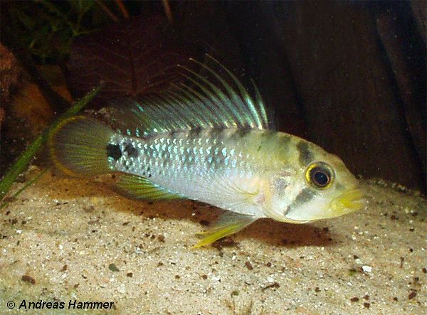 M�nnchen (Foto: A. Hammer)