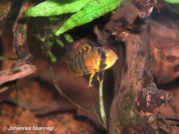 Weibchen mit der markanten Brutpflegef�rbung (Foto: J. Spannagl)