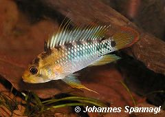 Apistogramma baenschi (m)