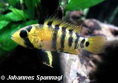 Apistogramma baenschi (w)