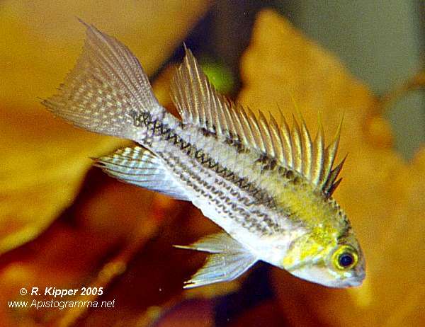 apistogramma_cacatuoides_4.jpg