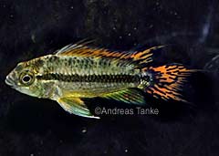 Apistogramma cacatuoides (m)