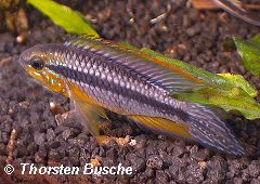 Apistogramma gephyra (m)
