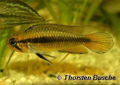 Apistogramma gephyra (w)