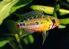 Apistogramma hongsloi (m)