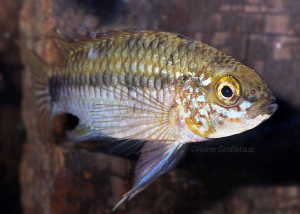 Mnnchen (Foto: R. Groklaus)
