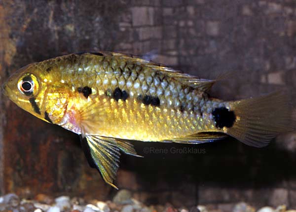 Weibchen (Foto: R. Groklaus)