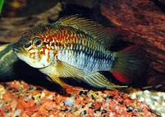 Apistogramma macmasteri (m)