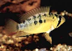 Apistogramma macmasteri (w)