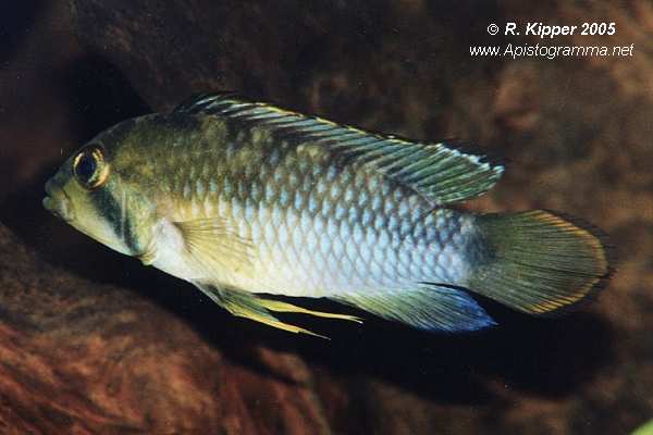 M�nnchen (Foto: R. Kipper)