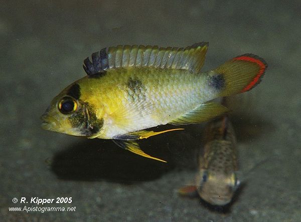 Weibchen (Foto: R. Kipper)