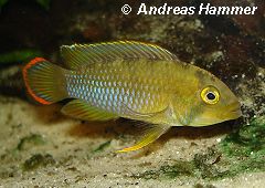 Apistogramma nijsseni (m)