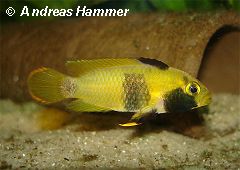 Apistogramma nijsseni (w)