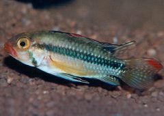 Apistogramma norberti (m)