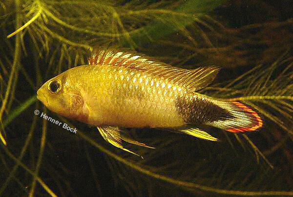 M�nnchen, adult (Foto: Henner Bock)