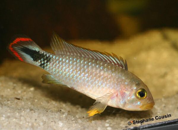 M�nnchen, adult (Foto: Stephane Cousin)