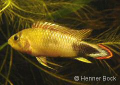 Apistogramma panduro (m)