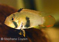 Apistogramma panduro (w)