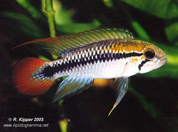 M�nnchen, adult, dominant, Xing�-Form (Foto: R. Kipper)