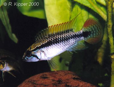 M�nnchen, halbw�chsig, Xing�-Form (Foto: R. Kipper)