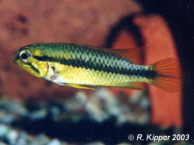 Weibchen, Normalf�rbung (Foto: R. Kipper)