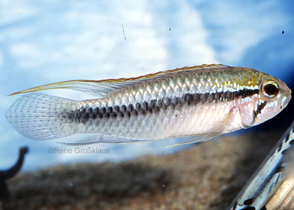 M�nnchen, Aripuan� Form mit blauer Caudale (Foto: R. Gro�klaus)