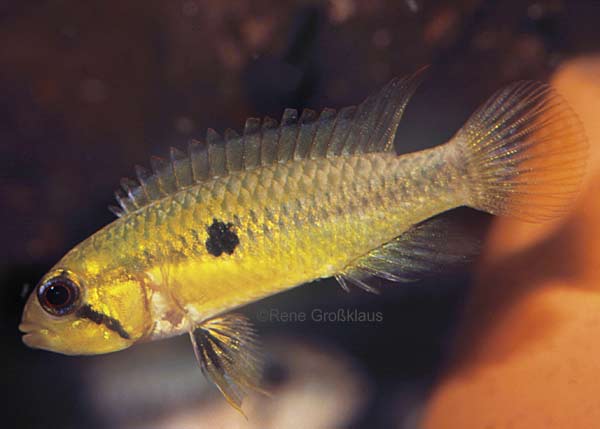 Weibchen, Aripuan� Form (Foto: R. Gro�klaus)