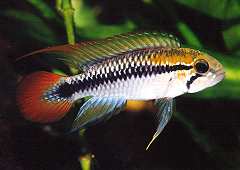 Apistogramma pulchra (m)