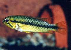 Apistogramma pulchra (w)