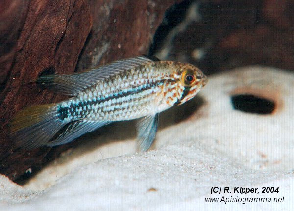 M�nnchen (Foto: R. Kipper)