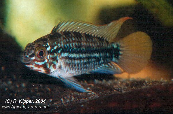M�nnchen, dominant (Foto: R. Kipper)