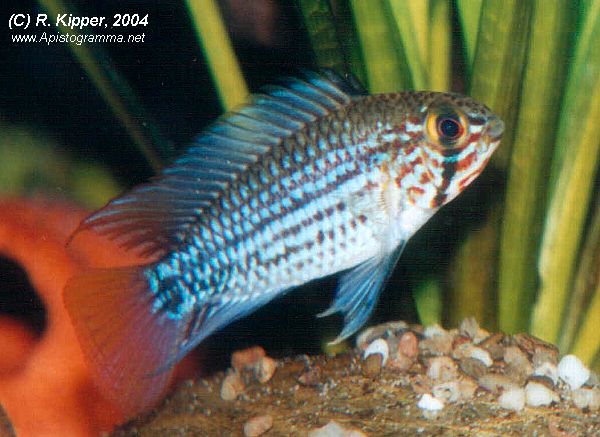 M�nnchen (Foto: R. Kipper)