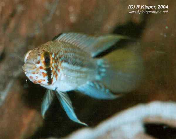 M�nnchen, Kopfzeichnung (Foto: R. Kipper)