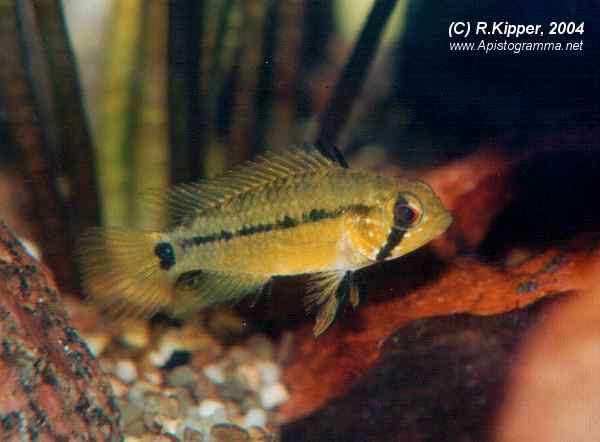 Weibchen, Brutpflegef�rbung (Foto: R. Kipper)