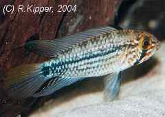 Apistogramma rubrolineata (m)