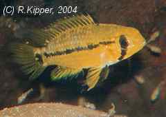 Apistogramma rubrolineata (w)