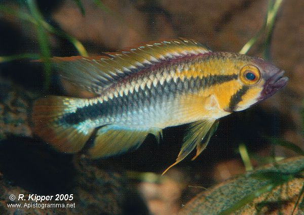 M�nnchen, adult, Morphe mit roter Caudale (Foto: R. Kipper)