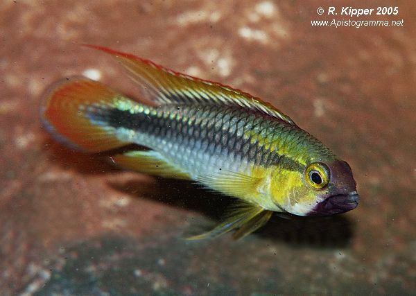 M�nnchen, adult, Morphe mit roter Caudale (Foto: R. Kipper)